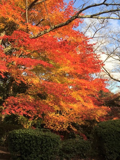 １１月２３日京都さんぽ　 《平安貴族にも愛された西山の紅葉　深紅に彩られた紅葉と美仏の競演》散策レポート♪