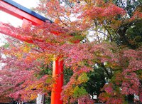 今から見ごろの紅葉 ～下鴨神社の糺の森～