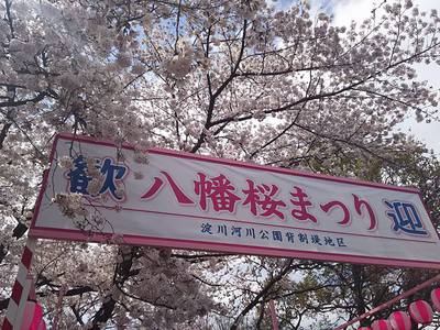 満開の桜のトンネル「 背割堤 」と祝！国宝「 石清水八幡宮 昇殿参拝 」へ