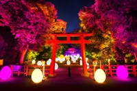 チームラボ、京都の世界遺産 下鴨神社にて今年もアート展。