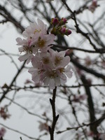 御会式桜（妙蓮寺）