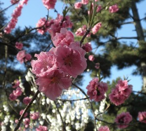 御所の桜
