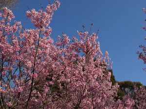 桜情報：千本釈迦堂のおかめ桜　熊野若王子神社の桜花苑の桜