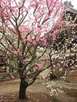 京都の旅 らくたび のはんなりエッセイ 北野天満宮 源平咲きの梅