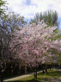 春の色