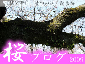桜ブログ0324　快晴