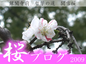 桜ブログ0327　晴