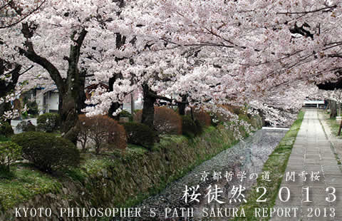京都哲学の道 関雪桜　桜徒然2013　Vol.5
