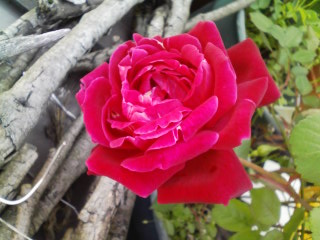 赤い薔薇～今年一番