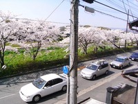 桜さくらサクラ櫻佐倉