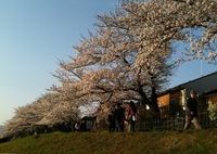 アトリエ横の桜並木です