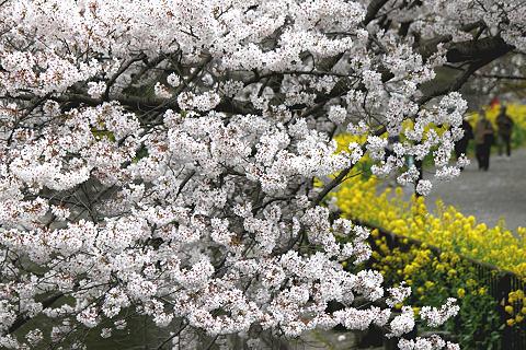 春を告げる花たち　（琵琶湖疎水・山科）