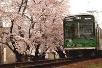sakura