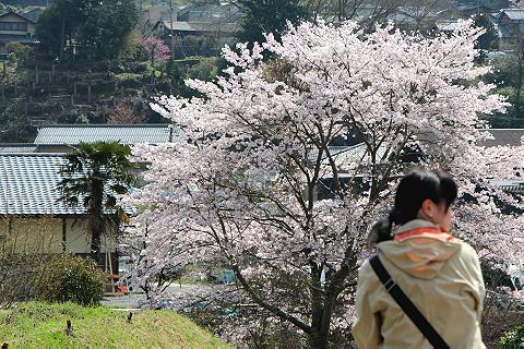 桜