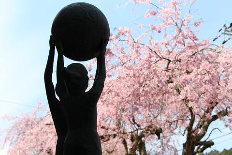 桜