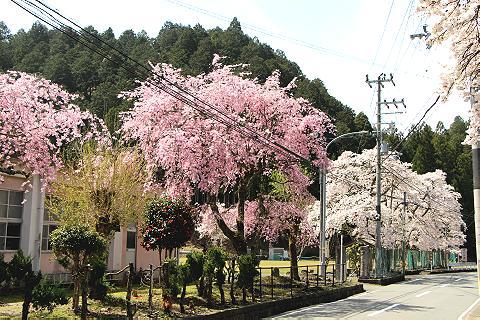 桜