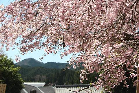 sakura