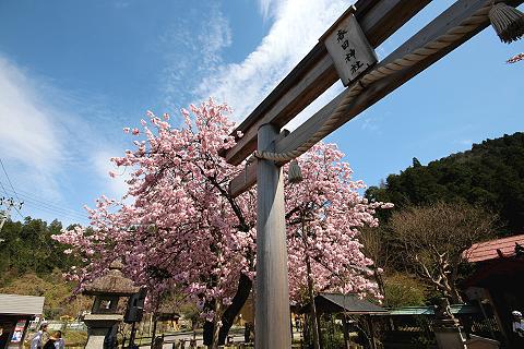 sakura