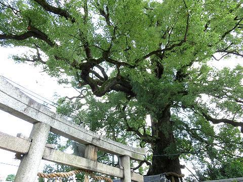 京の熊野古道を行く　（東山・新熊野神社）