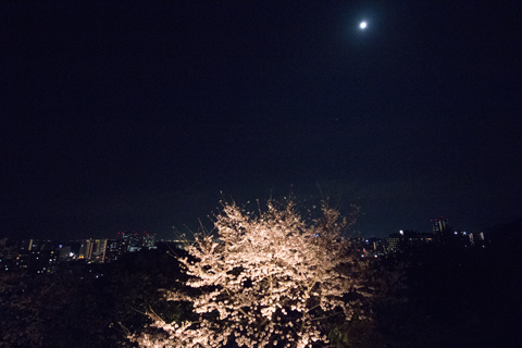 夜桜の月　（三井寺）