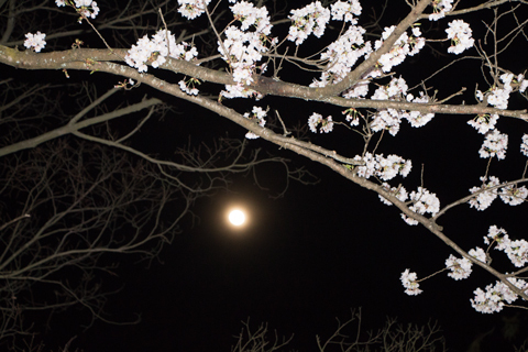 夜桜の月　（三井寺）
