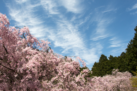 青空と桜　（京北・宝泉寺）