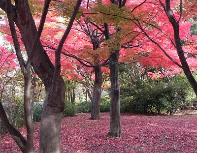 京都の紅葉　 隠れスポット！