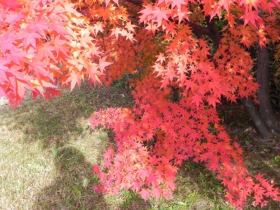 京都の紅葉　 隠れスポット！