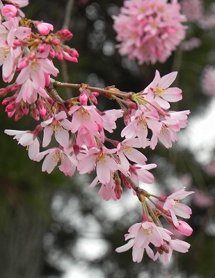 　賀茂川堤の桜を訪ねて！