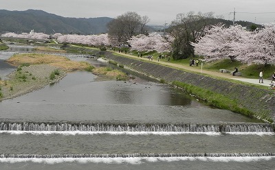 　賀茂川堤の桜を訪ねて！
