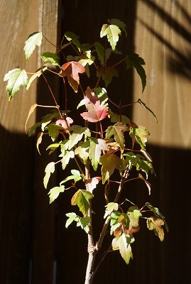 小さな秋　苔玉とミニ盆栽の紅葉