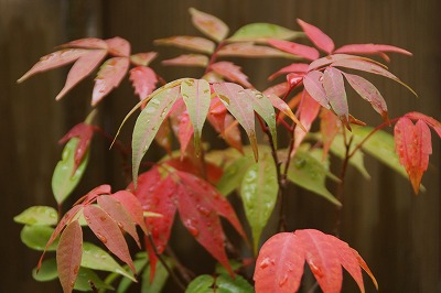小さな秋　苔玉とミニ盆栽の紅葉