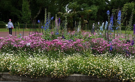 植物園　梅雨の晴れ間の花たち♪