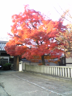 本満寺の紅葉