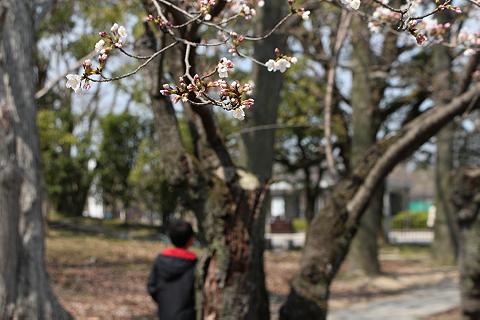 桜が咲きだしたよ！　（京都市動物園前）