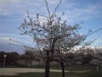 記録　今年の桜