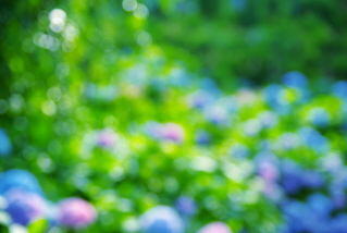 紫陽花