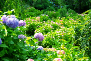 紫陽花