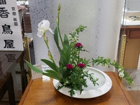 いちはつ　の花が咲きました。松山三越店