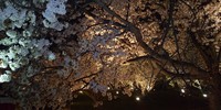 二条城桜まつり夜間観覧に来ています。