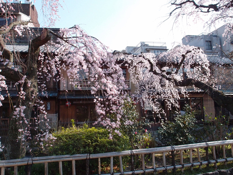 祇園白川の枝垂れ桜　3月27日