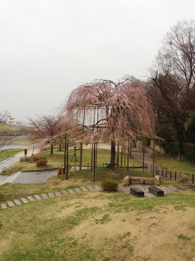 出町柳の枝垂れ桜