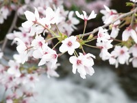 疎水の桜もあと僅か