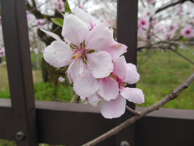 平野神社の桜③～3月下旬頃～