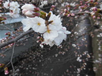 五条大橋の桜④～ソメイヨシノ～