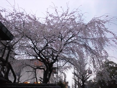 2012年4月　－烏丸下長者の桜－