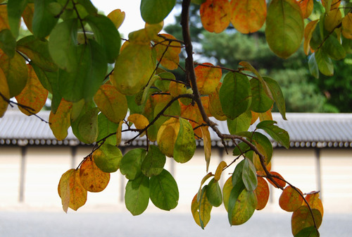 京都御苑の秋
