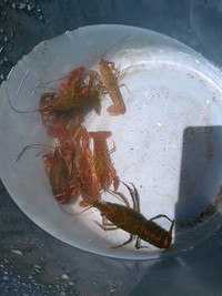 夏休み携帯日記10 2007/08/14 10:29:00