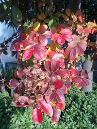 紅葉のはじまり 2007/11/14 09:46:26