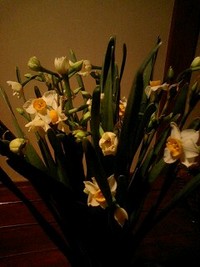 水仙 2008/01/10 21:38:01